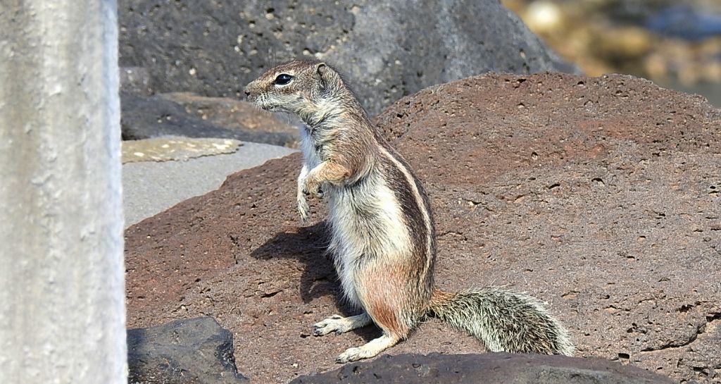 Berberyjka marokańska (Atlantoxerus getulus)