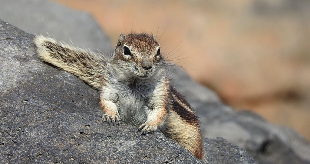 Berberyjka marokańska (Atlantoxerus getulus)