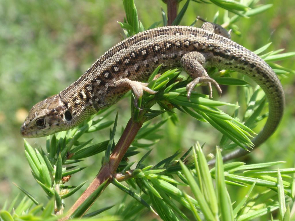 Jaszczurka zwinka (Lacerta agilis)