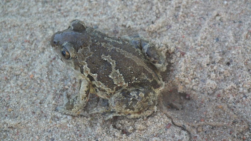 Grzebiuszka ziemna, huczek (Pelobates fuscus)