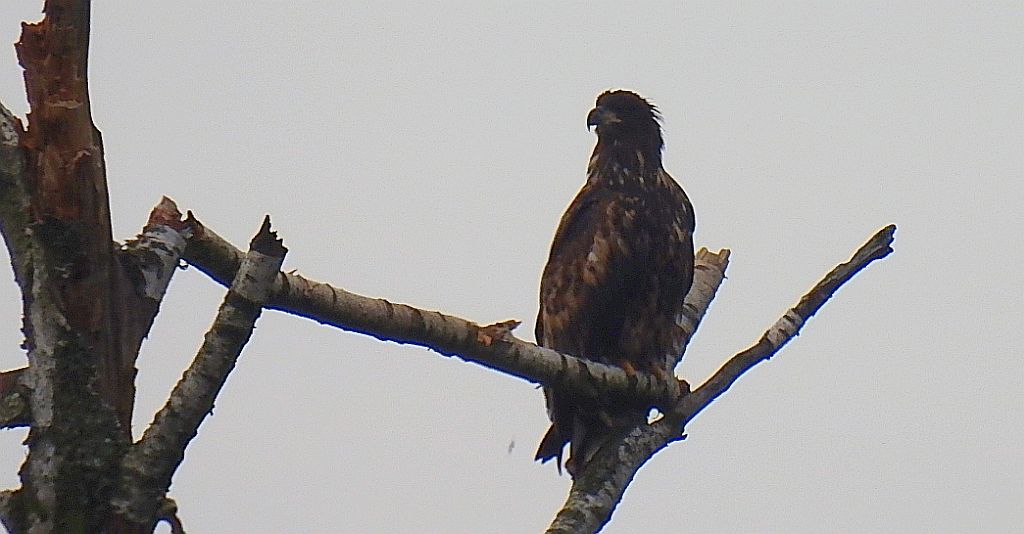 Bielik zwyczajny, bielik, birkut (Haliaeetus albicilla)