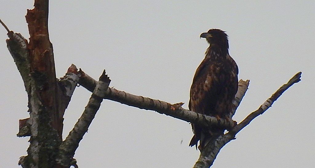 Bielik zwyczajny, bielik, birkut (Haliaeetus albicilla)
