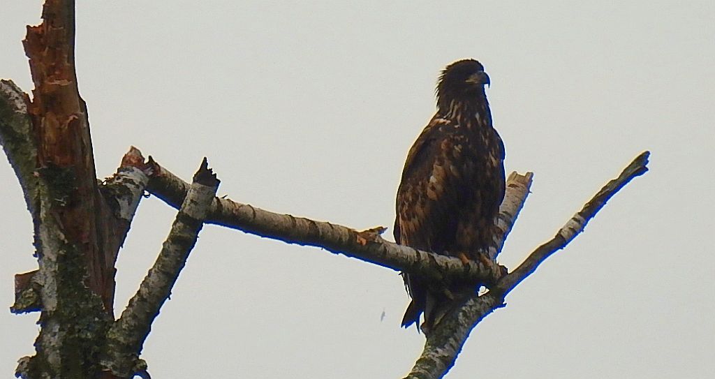 Bielik zwyczajny, bielik, birkut (Haliaeetus albicilla)