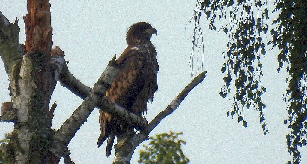Bielik zwyczajny, bielik, birkut (Haliaeetus albicilla)