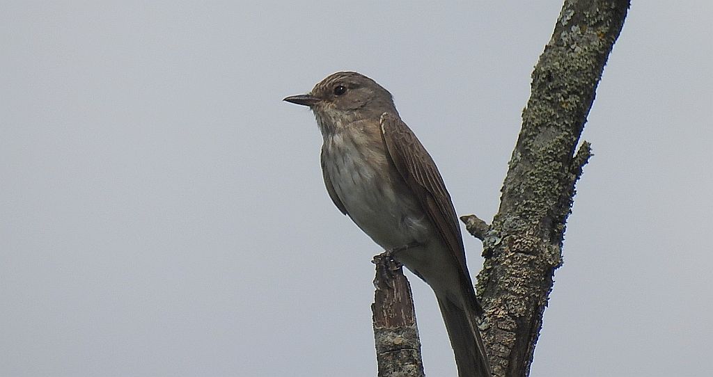 Muchołówka szara (Muscicapa striata)