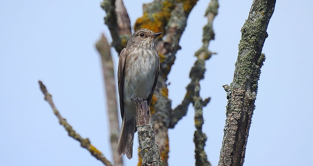 Muchołówka szara (Muscicapa striata)