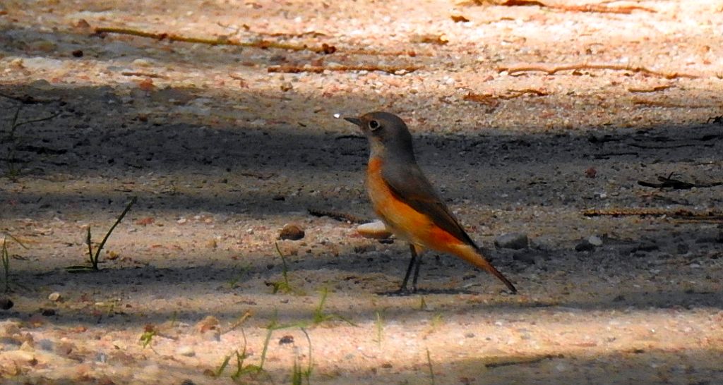 Pleszka zwyczajna, pleszka (Phoenicurus phoenicurus)
