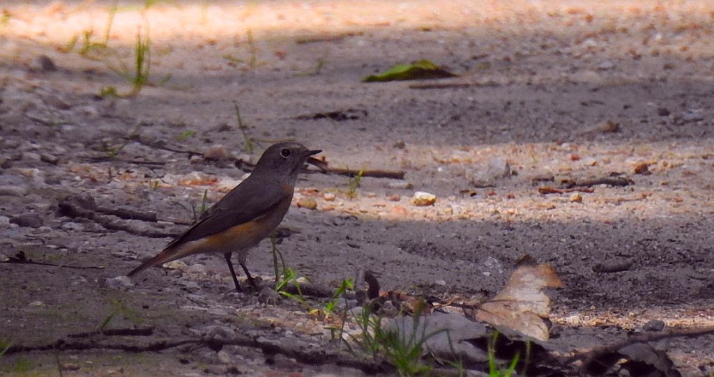 Pleszka zwyczajna, pleszka (Phoenicurus phoenicurus)
