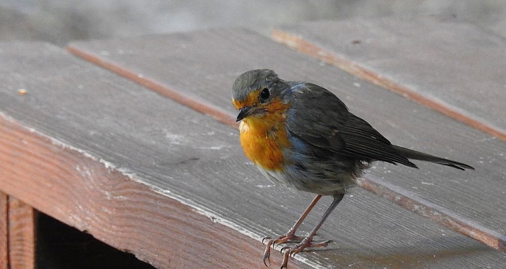 Rudzik, rudzik zwyczajny, raszka (Erithacus rubecula)