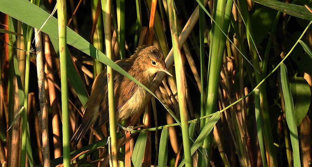 Trzcinniczek zwyczajny, trzcinniczek, trzcionka (Acrocephalus scirpaceus)