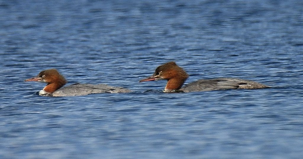 Nurogęś, tracz nurogęś (Mergus merganser)
