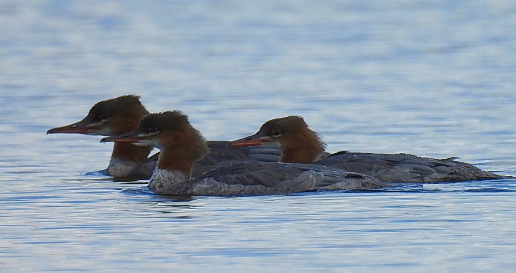 Nurogęś, tracz nurogęś (Mergus merganser)
