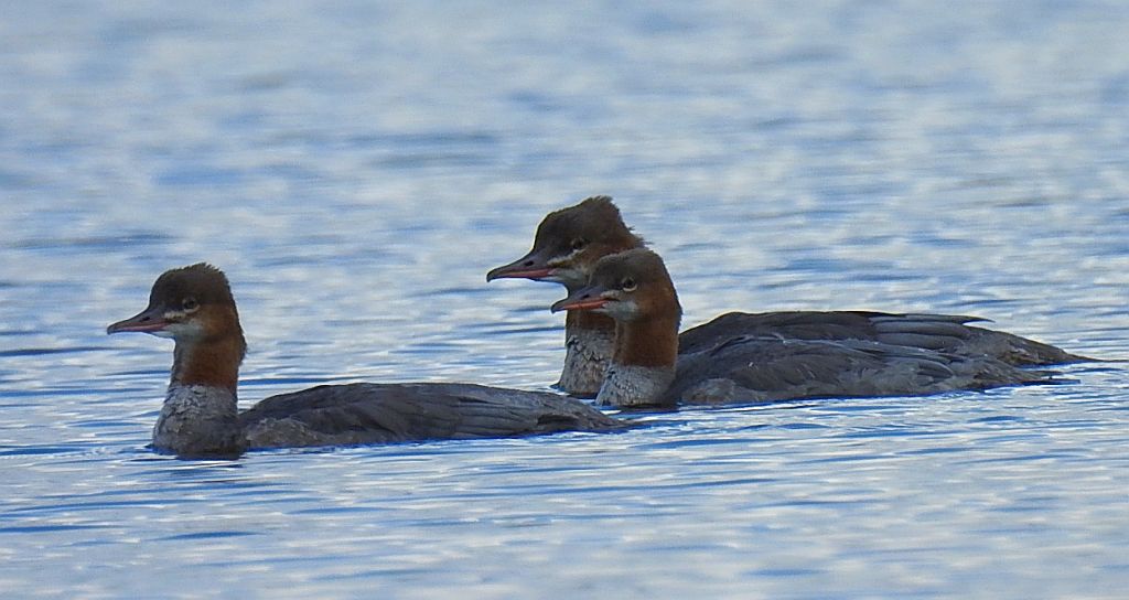 Nurogęś, tracz nurogęś (Mergus merganser)