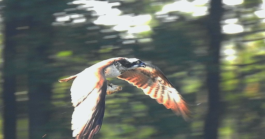 Rybołów zwyczajny, rybołów (Pandion haliaetus)