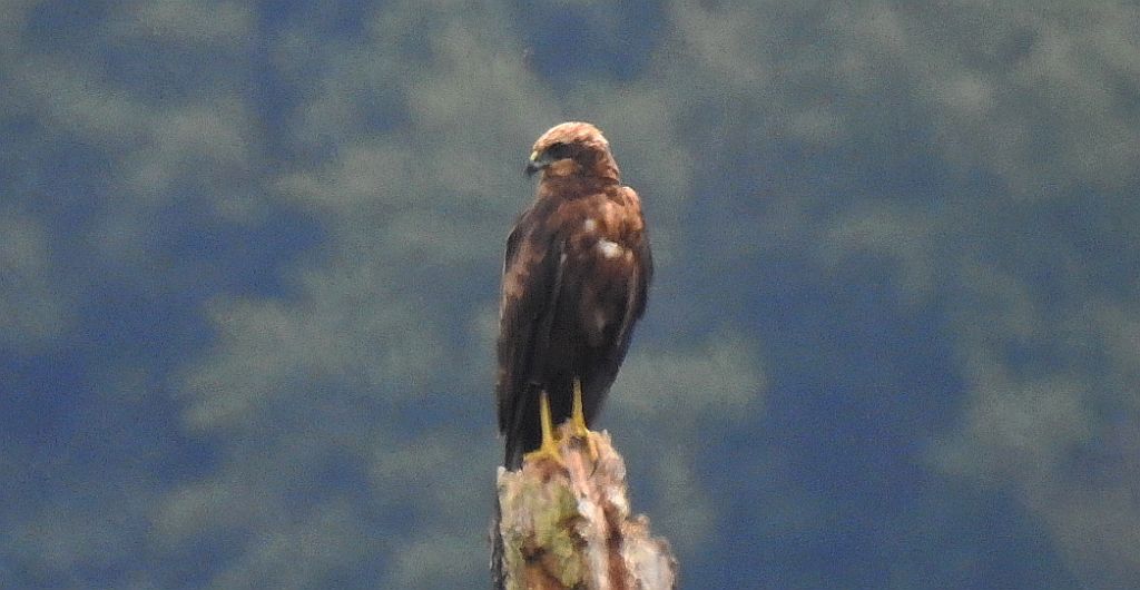 Błotniak stawowy (Circus aeruginosus)