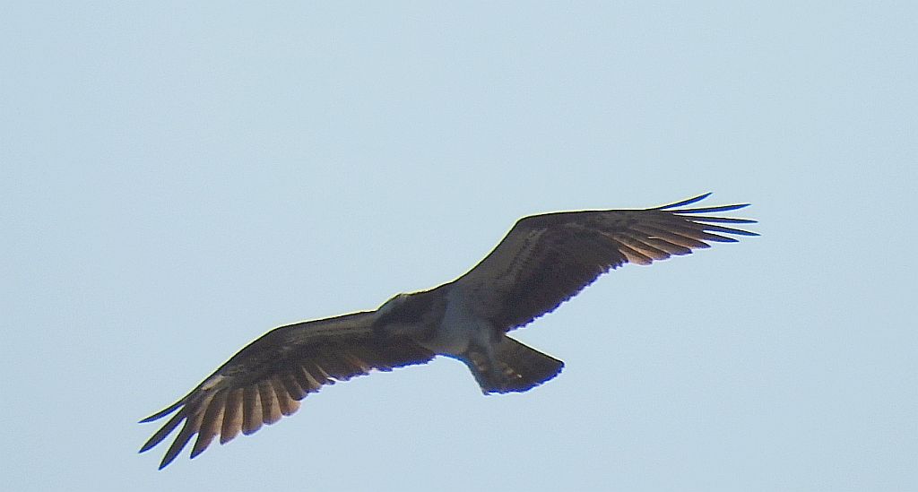 Rybołów zwyczajny, rybołów (Pandion haliaetus)