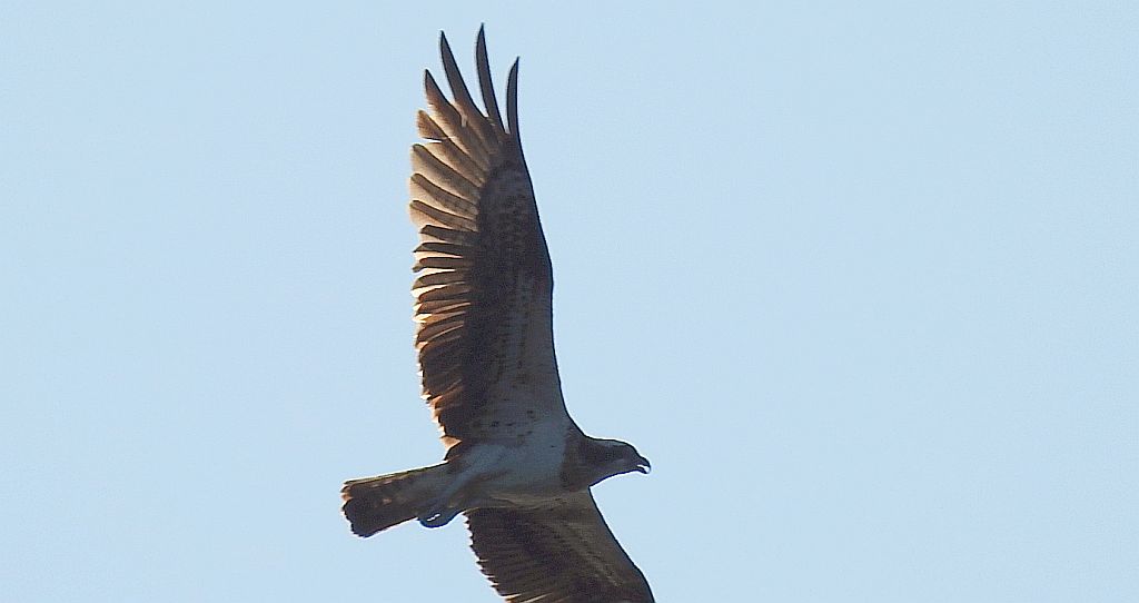 Rybołów zwyczajny, rybołów (Pandion haliaetus)