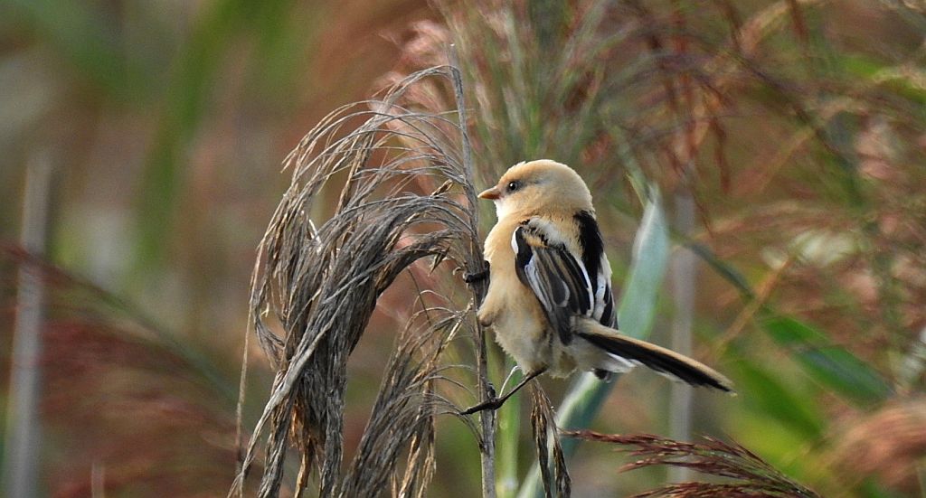 Wąsatka (Panurus biarmicus)