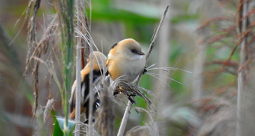 Wąsatka (Panurus biarmicus)