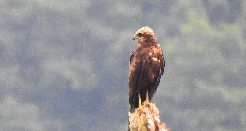 Błotniak stawowy (Circus aeruginosus)