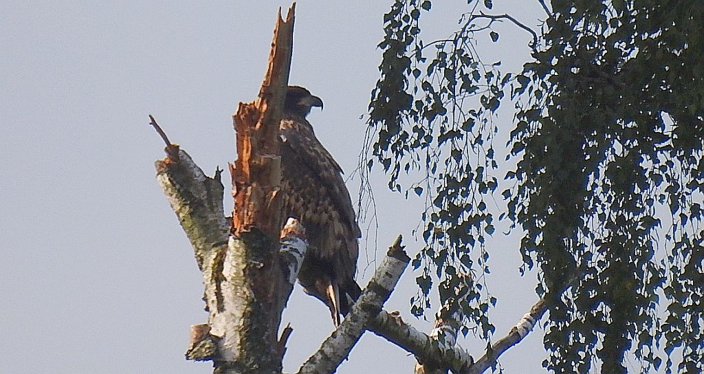 Bielik zwyczajny, bielik, birkut (Haliaeetus albicilla)