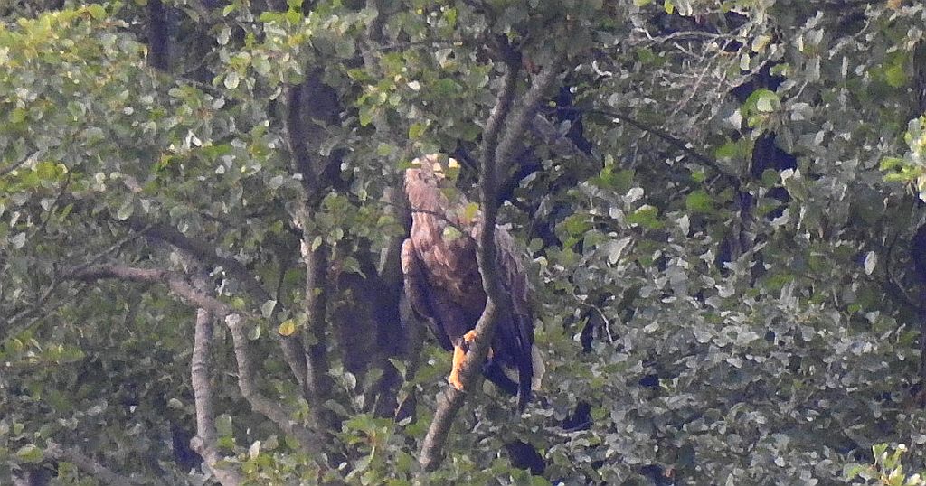 Bielik zwyczajny, bielik, birkut (Haliaeetus albicilla)