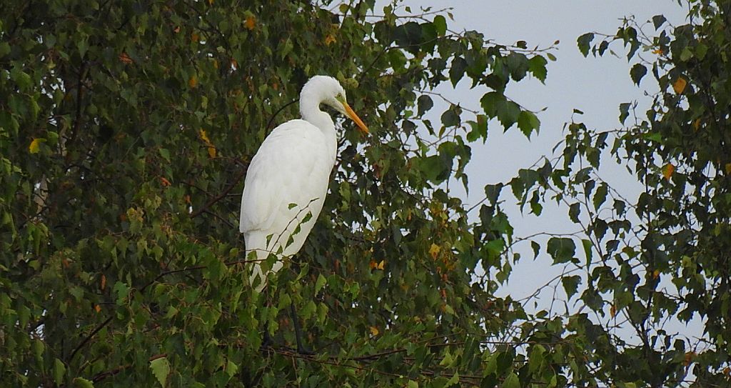 Czapla biała (Egretta alba)