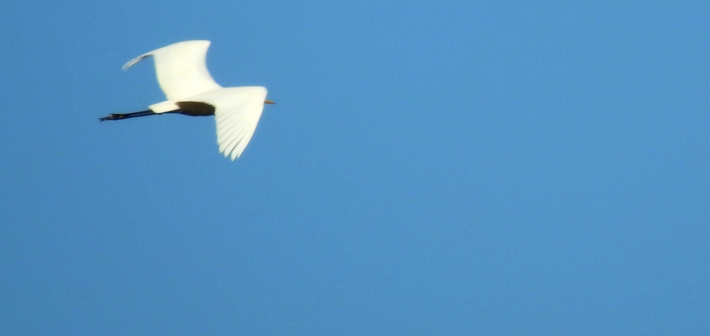 Czapla biała (Egretta alba)