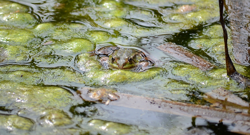 Żaba jeziorkowa (Pelophylax lessonae syn. Rana lessonae)
