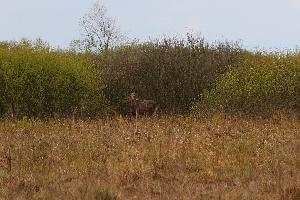 Łoś euroazjatycki (Alces alces)