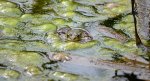 Żaba jeziorkowa (Pelophylax lessonae syn. Rana lessonae)