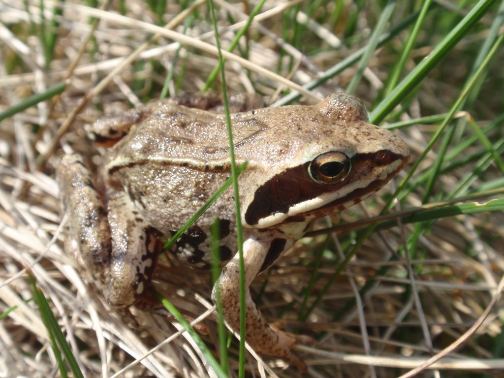 Żaba trawna (Rana temporaria)