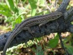 Jaszczurka zwinka (Lacerta agilis)