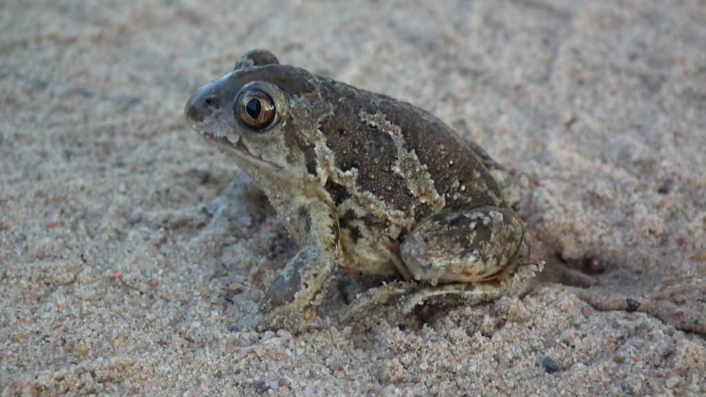 Grzebiuszka ziemna, huczek (Pelobates fuscus)