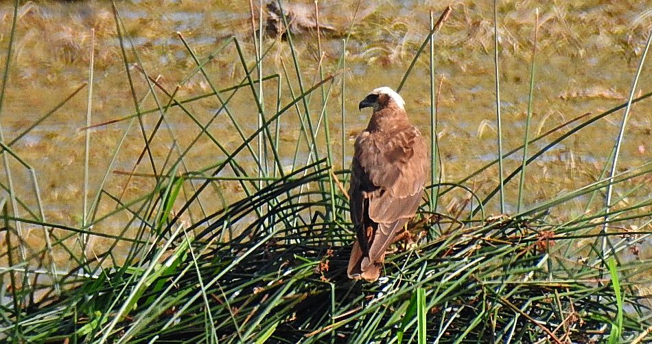 Błotniak stawowy (Circus aeruginosus)