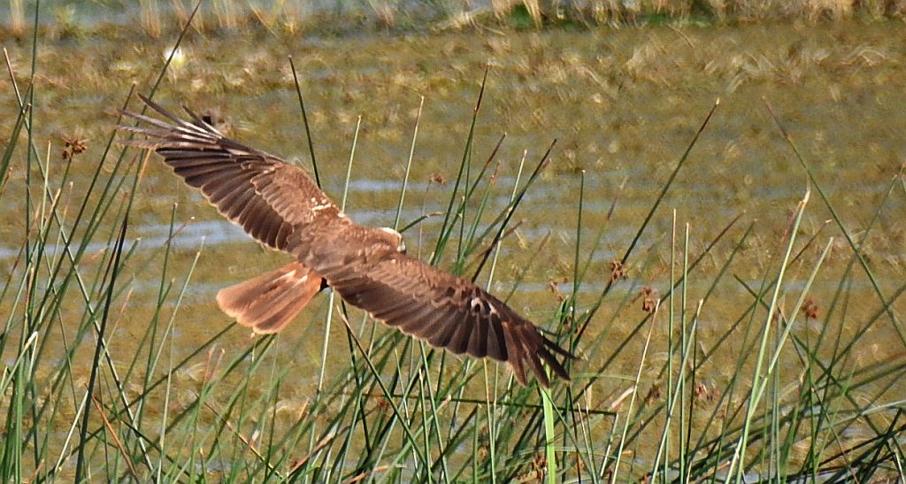 Błotniak stawowy (Circus aeruginosus)