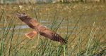 Błotniak stawowy (Circus aeruginosus)
