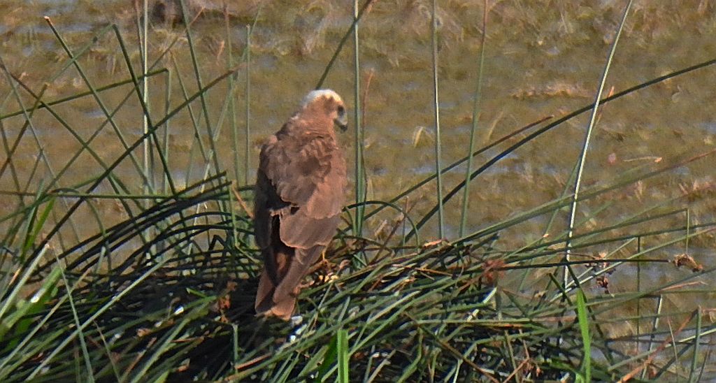 Błotniak stawowy (Circus aeruginosus)