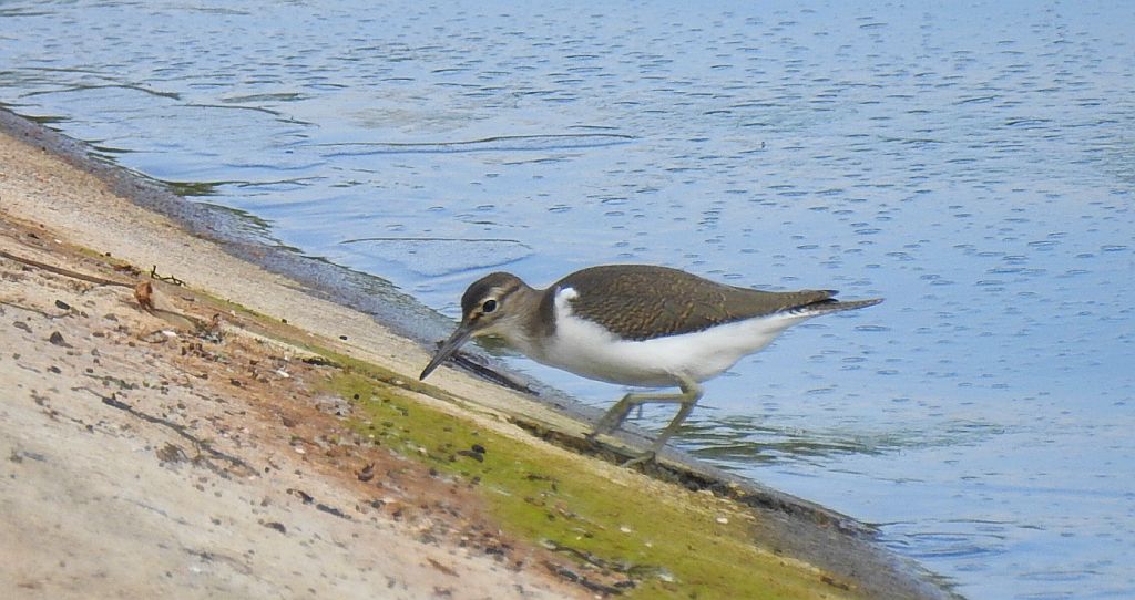 Brodziec piskliwy, brodziec krzykliwy, kuliczek piskliwy, piskliwiec (Actitis hypoleucos)