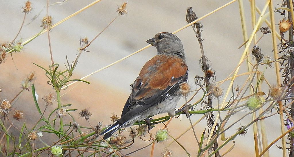 Makolągwa (Carduelis cannabina)