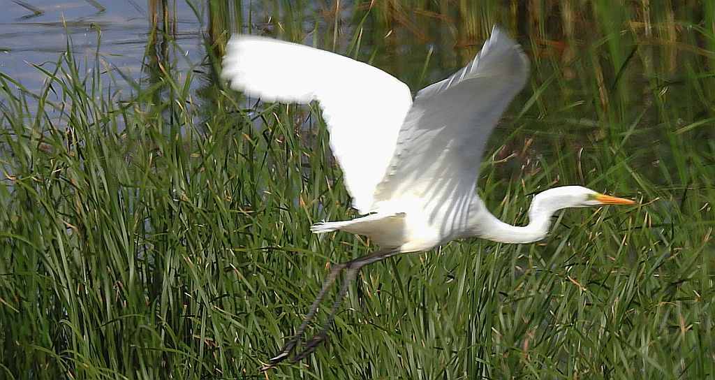 Czapla biała (Egretta alba)