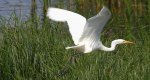 Czapla biała (Egretta alba)