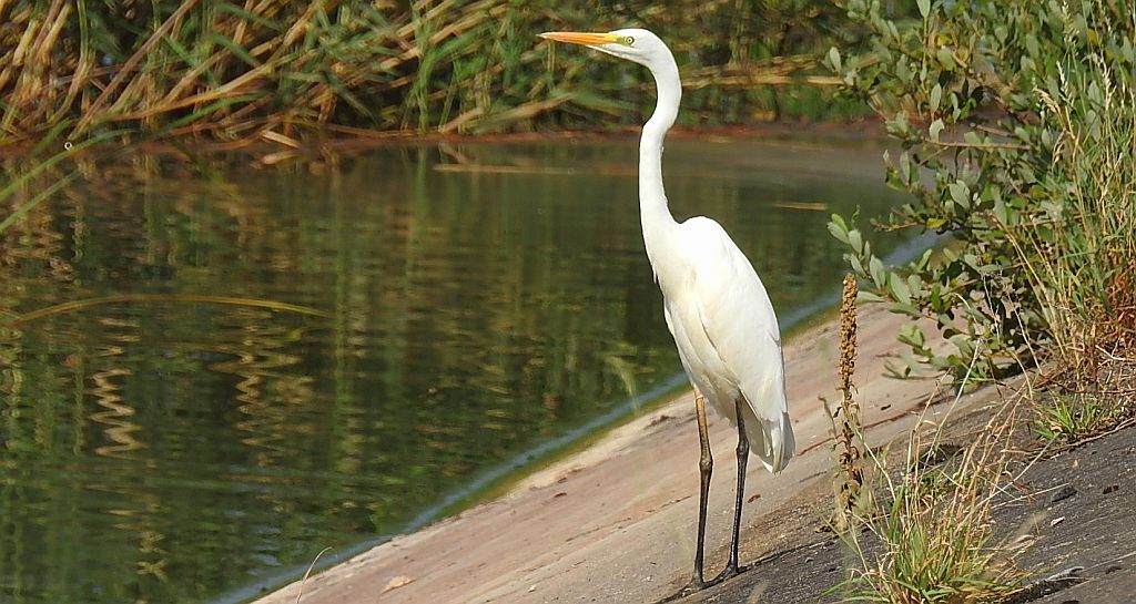 Czapla biała (Egretta alba)