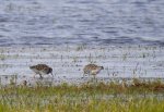 Batalion, bojownik batalion, biegus bojownik, bojownik zmienny (Calidris pugnax)