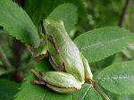 Rzekotka drzewna (Hyla arborea)