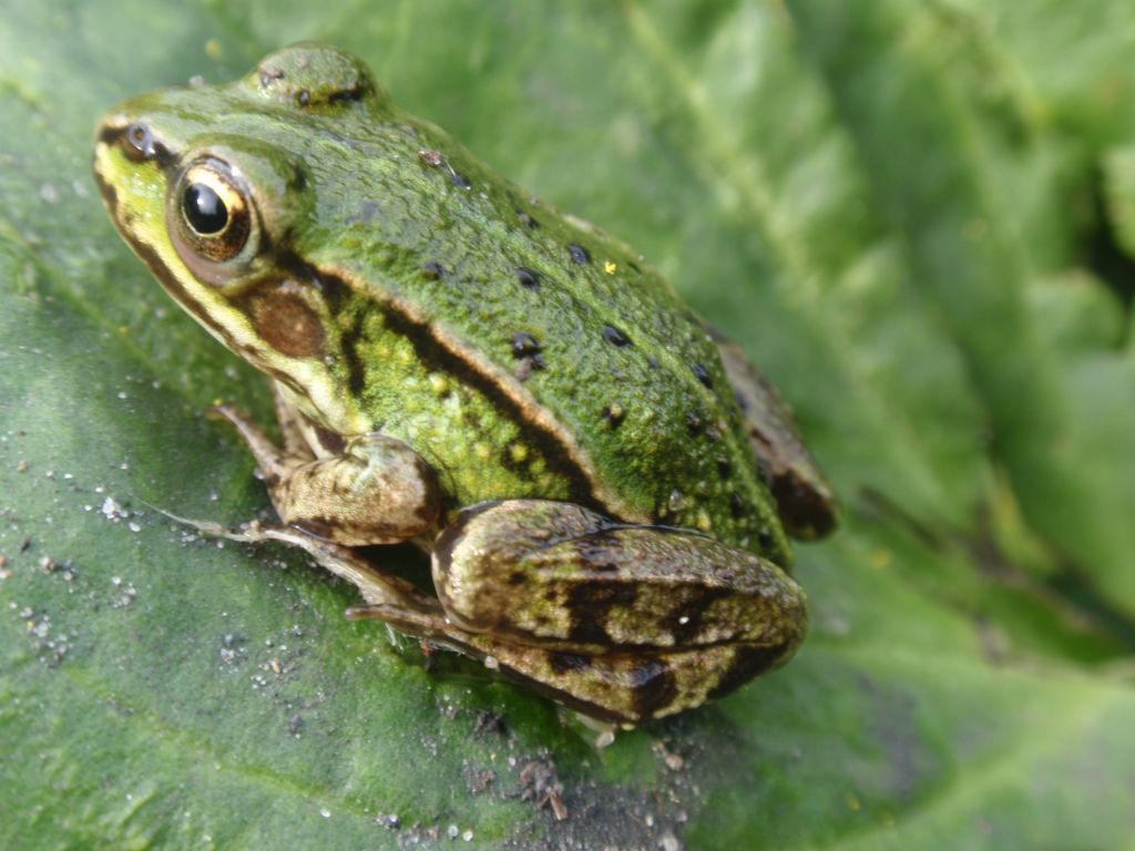 Żaba wodna (Rana esculenta)