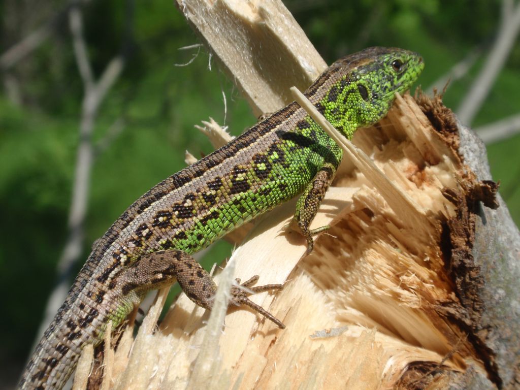 Jaszczurka zwinka (Lacerta agilis)