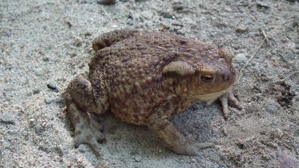 Ropucha szara (Bufo bufo)