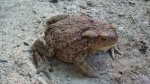 Ropucha szara (Bufo bufo)