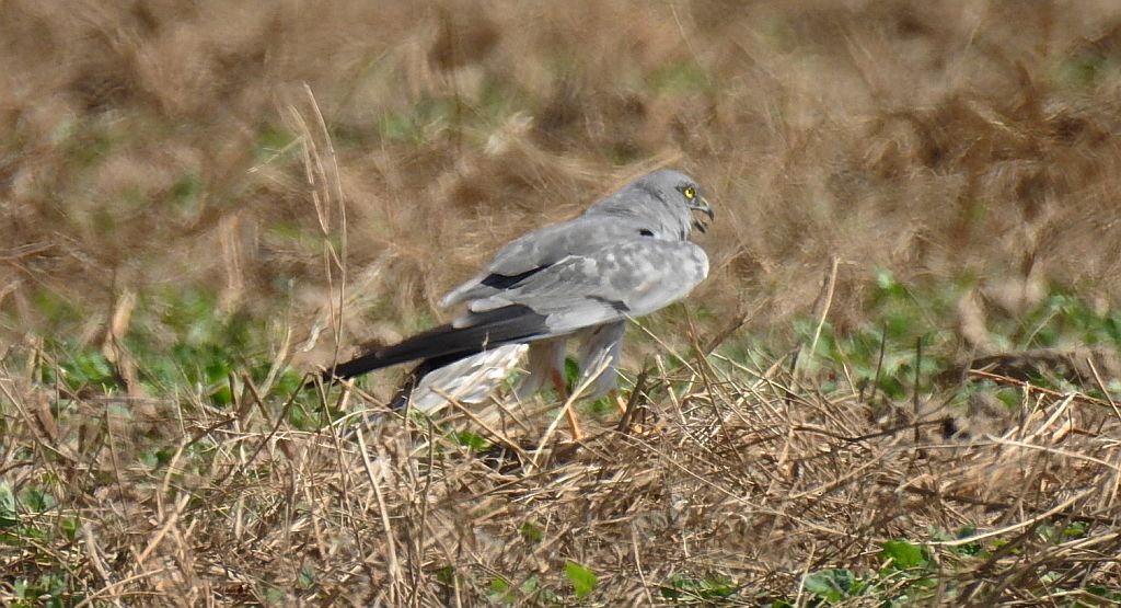 Błotniak łąkowy (Circus pygargus)